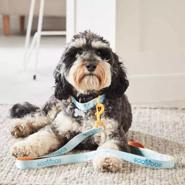 Mickey Mouse Collar and Lead For Dogs